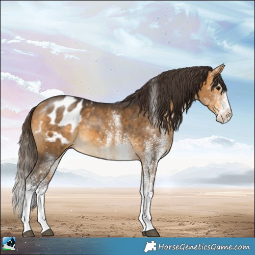 Horse Color:White Spotted Buckskin Blanket 