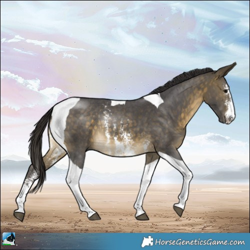 Horse Color:Buckskin Sabino Tobiano Rabicano 