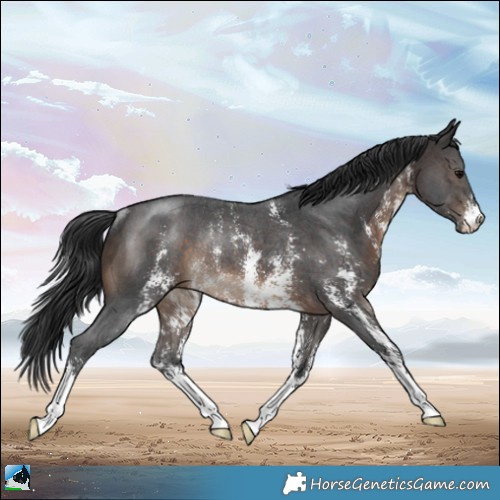 Horse Color:Brown Sabino Rabicano 