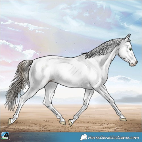 Horse Color:Buckskin Pearl Onyx Sabino Rabicano 