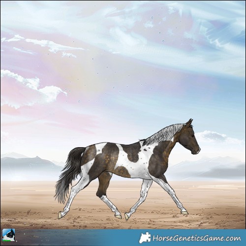 Horse Color:Buckskin Tobiano Rabicano