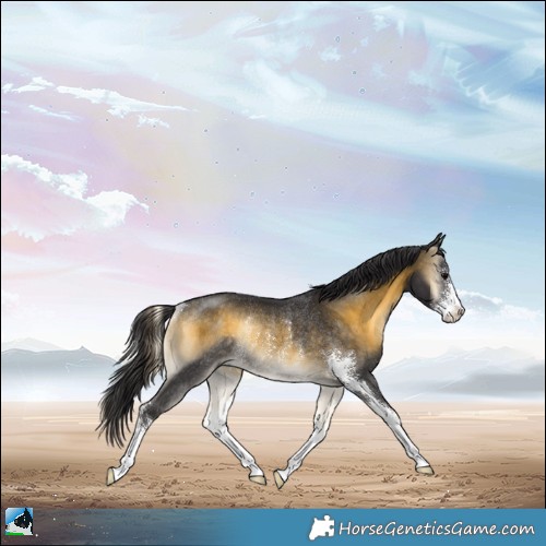 Horse Color:Buckskin Onyx Sabino Rabicano 