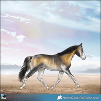 Horse Color:Buckskin Onyx Sabino Rabicano