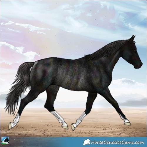 Horse Color:Midnight Buckskin Rabicano