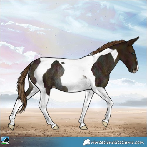 Horse Color:Gray Midnight Perlino Tobiano Rabicano 