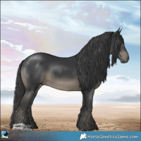 Horse Color:Black 