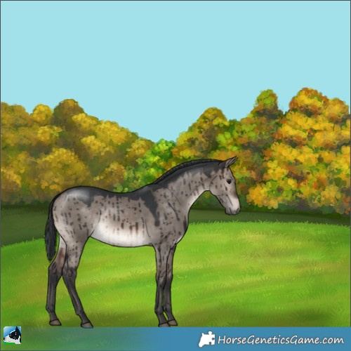 Horse Color:Brown Dun Mushroom Rabicano Brindle 