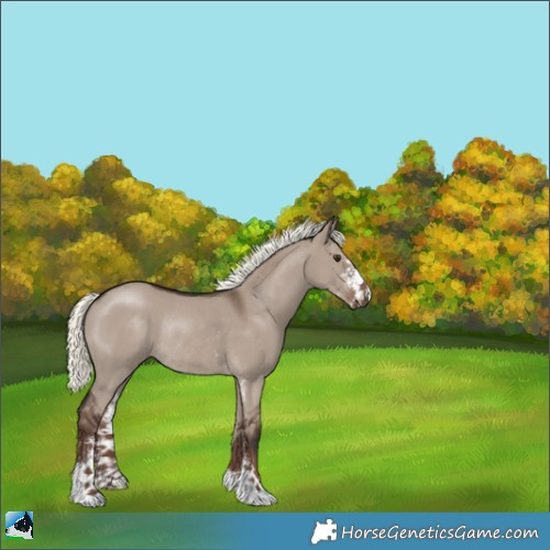 Horse Color:Liver Red Dun Mushroom Sabino Rabicano 