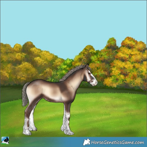 Horse Color:Liver Red Onyx Mushroom Sabino Splash Rabicano 
