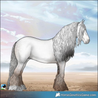 Horse Color:Gray Liver Chestnut 