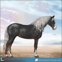 Horse Color:Liver Chestnut Mushroom Sabino 