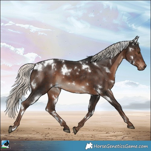 Horse Color:White Spotted Liver Chestnut Mushroom 