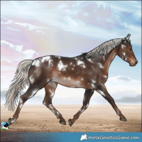 Horse Color:White Spotted Liver Chestnut Mushroom 