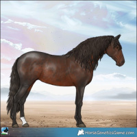 Horse Color:Liver Chestnut Rabicano