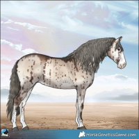 Horse Color:Liver Red Dun Onyx Mushroom Sabino Rabicano Brindle