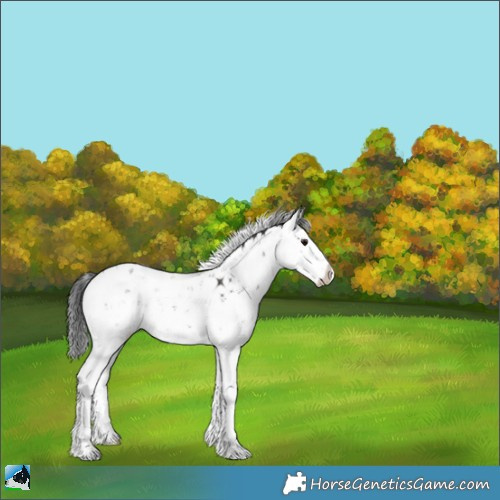 Horse Color:Grullo Mushroom Sabino Splash Rabicano Brindle 