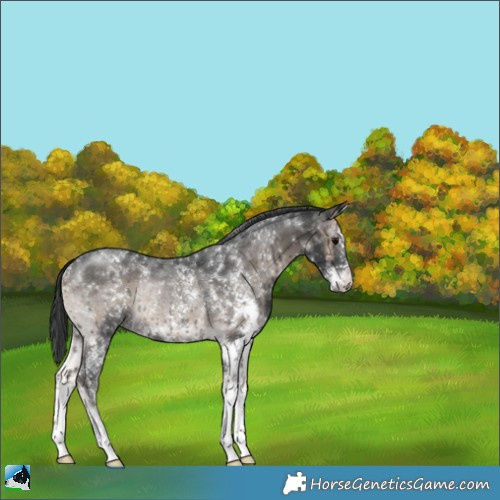 Horse Color:Blue Onyx Mushroom Sabino Rabicano 