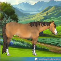 Horse Color:Buckskin 