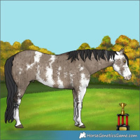Horse Color:Brown Dun Sabino Rabicano Brindle 