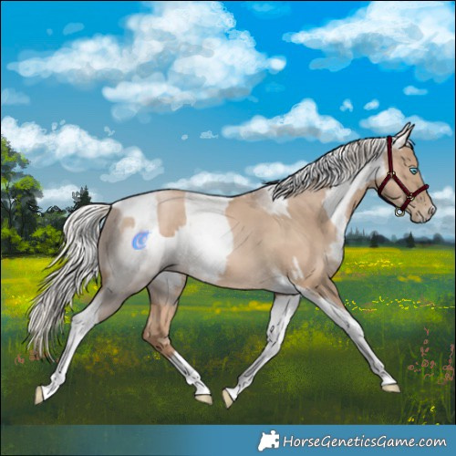 Horse Color:Chocolate Palomino Pearl Tobiano Frame  and Gray Chocolate Palomino Pearl Tobiano Frame 