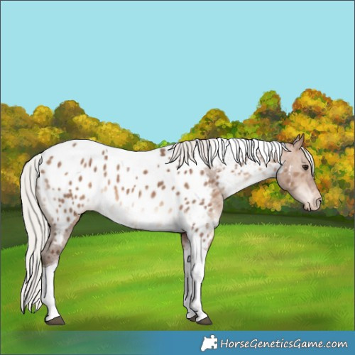 Horse Color:Silver Brown Dun Tobiano Near Leopard 