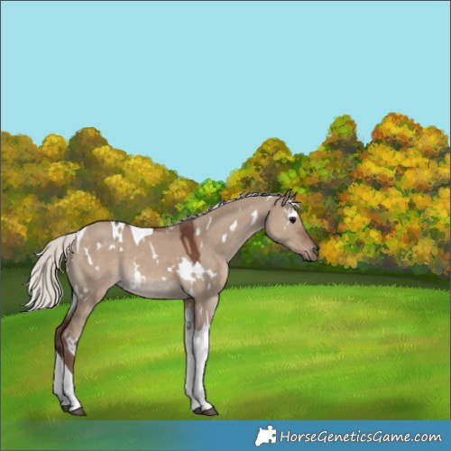 Horse Color:White Spotted Silver Grullo Tobiano 