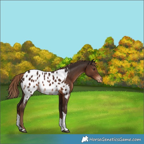 Horse Color:Liver Chestnut Tobiano Appaloosa 