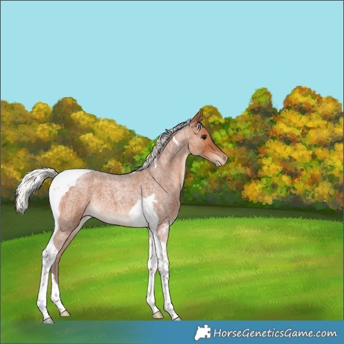 Horse Color:Silver Bay Roan Tobiano Varnish 