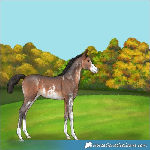 Horse Color:Bay Sabino 