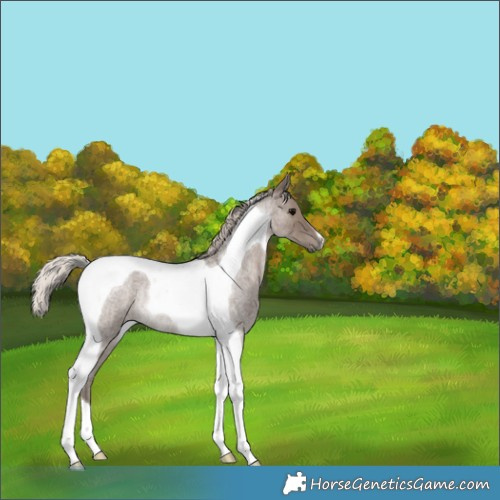 Horse Color:Silver Blue Roan Tobiano Rabicano 