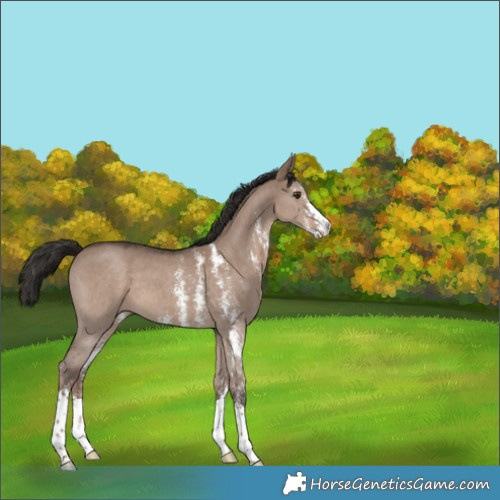 Horse Color:Liver Red Dun Sabino 