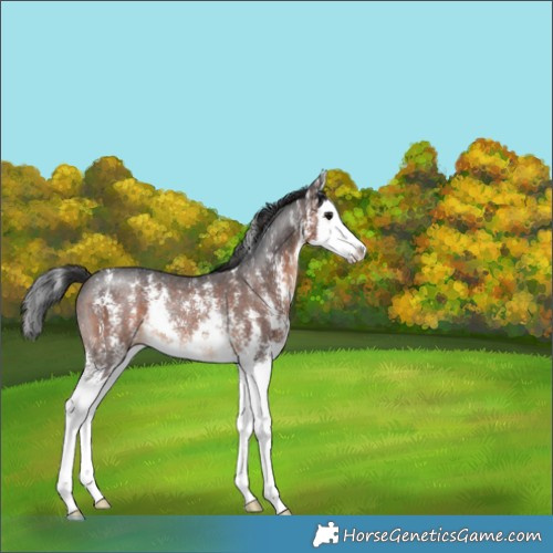 Horse Color:Brown Sabino Splash Rabicano 