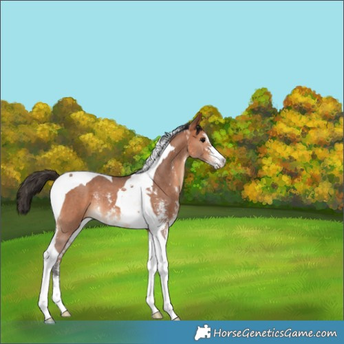 Horse Color:Bay Sabino Tobiano Rabicano 