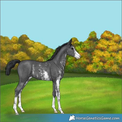 Horse Color:Black Sabino 