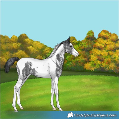 Horse Color:Black Sabino Tobiano Appaloosa 