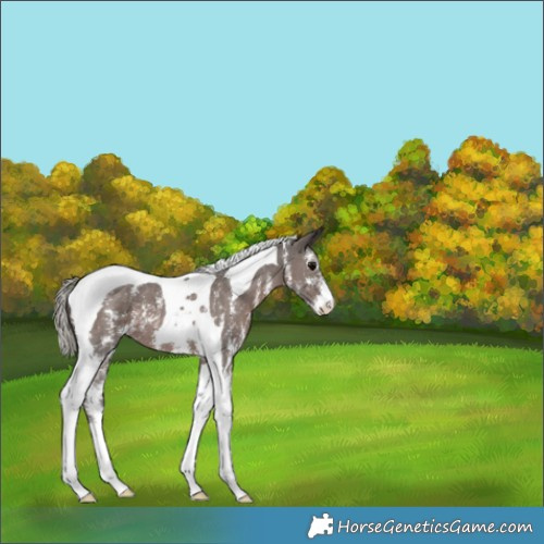 Horse Color:Silver Black Sabino Tobiano 