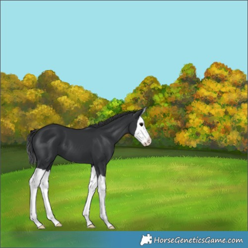Horse Color:Black Splash 