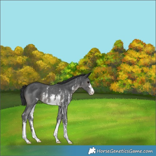 Horse Color:Black Sabino 