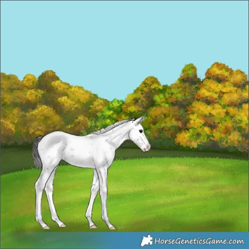 Horse Color:Brown Sabino Splash 