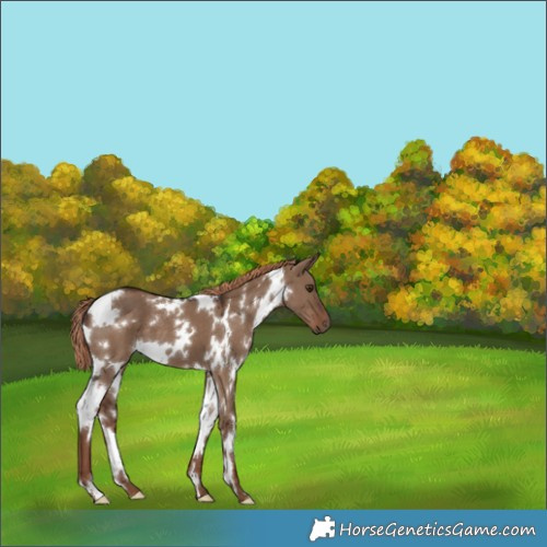 Horse Color:White Spotted Liver Red Dun 
