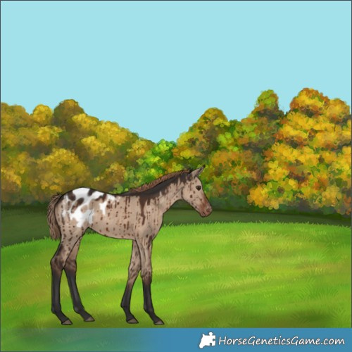 Horse Color:Liver Red Dun Appaloosa Brindle 