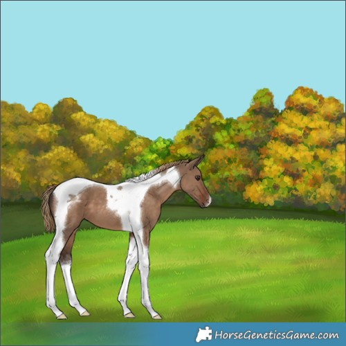 Horse Color:Liver Red Dun Tobiano 