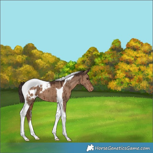 Horse Color:Liver Red Dun Tobiano Blanket Brindle 