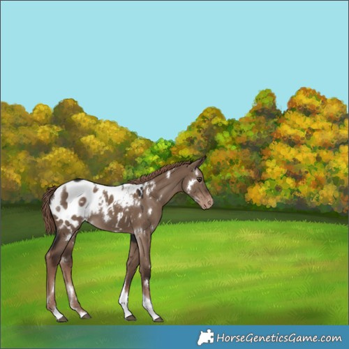 Horse Color:White Spotted Liver Red Dun Tobiano Appaloosa 