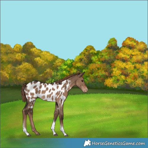 Horse Color:Liver Red Dun Tobiano Appaloosa 