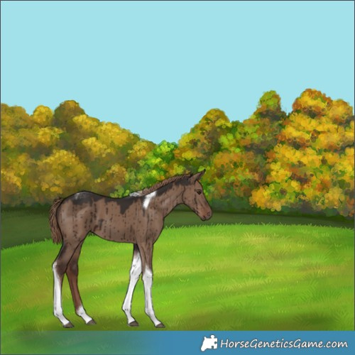 Horse Color:Liver Red Dun Tobiano Brindle 