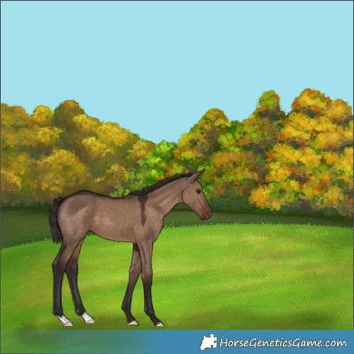 Horse Color:Liver Red Dun 