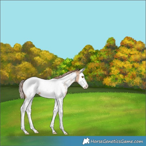 Horse Color:Liver Red Dun Pearl Splash Tobiano Appaloosa 