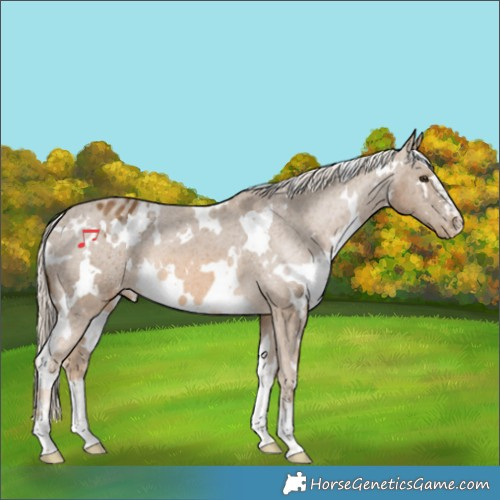 Horse Color:White Spotted Chocolate Palomino Appaloosa 