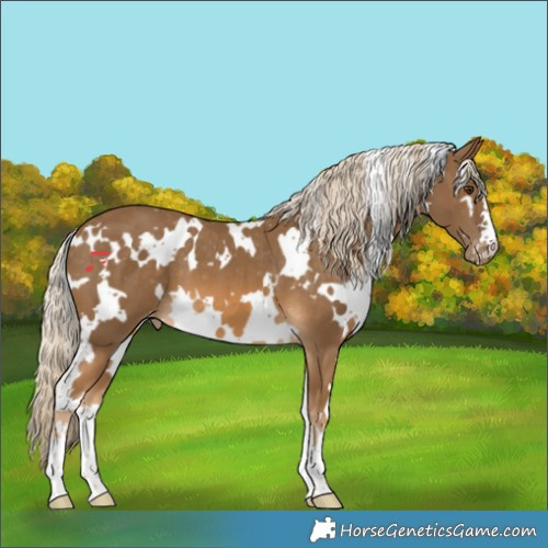 Horse Color:White Spotted Chocolate Palomino Appaloosa 